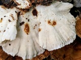 Trametes ochracea image