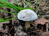 Hypomyces microspermus image