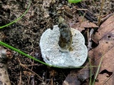 Hypomyces microspermus image