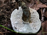 Hypomyces microspermus image
