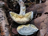Hypomyces microspermus image