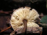 Crinipellis zonata image