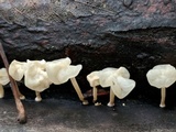 Physalacria inflata image