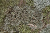Lecanora allophana image