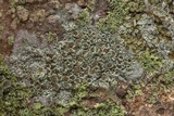 Lecanora allophana image