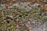 Lecanora allophana image