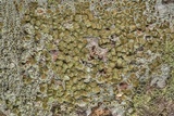 Lecanora allophana image