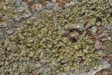 Lecanora allophana image
