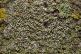 Lecanora allophana image