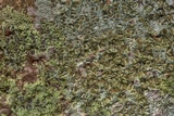 Lecanora allophana image
