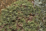 Hyperphyscia syncolla image