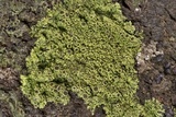 Hyperphyscia syncolla image