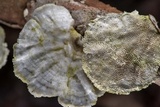 Poronidulus conchifer image