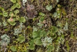 Placidium arboreum image