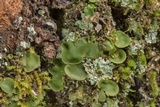 Placidium arboreum image