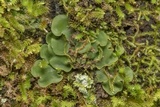 Placidium arboreum image