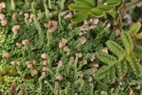 Cladonia peziziformis image