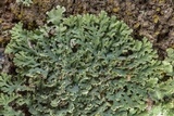 Heterodermia casarettiana image