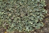 Hypotrachyna livida image