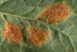Allodus podophylli image