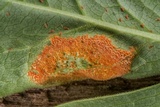 Allodus podophylli image