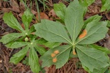 Allodus podophylli image