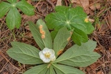 Allodus podophylli image