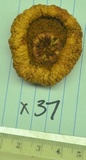 Gymnopilus ventricosus image