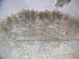 Pluteus nanus image