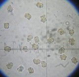 Inocybe asterospora image