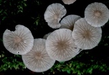 Pseudohiatula irrorata image