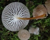 Pseudohiatula irrorata image