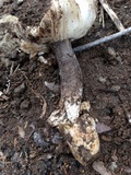 Amanita protecta image