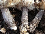 Amanita protecta image