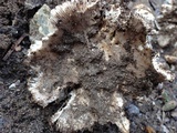 Amanita protecta image