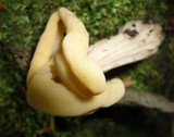 Helvella crispa image