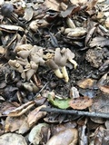 Helvella compressa image