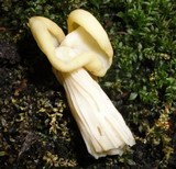 Helvella crispa image
