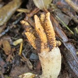 Lysurus cruciatus image