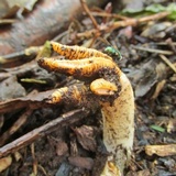 Lysurus cruciatus image