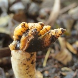 Lysurus cruciatus image