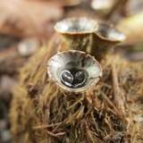 Cyathus stercoreus image