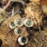 Cyathus stercoreus image