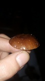 Psilocybe coprophila image