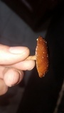Psilocybe coprophila image