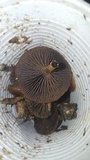 Psilocybe coprophila image