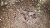 Psilocybe coprophila image