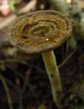 Lignosus sacer image