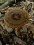 Lignosus sacer image