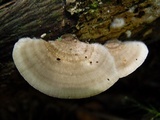 Trametes hirsuta image